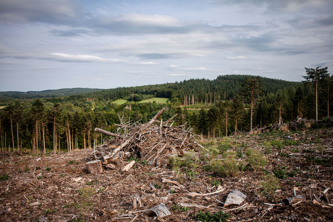 Biomasse : danger sur la forêt