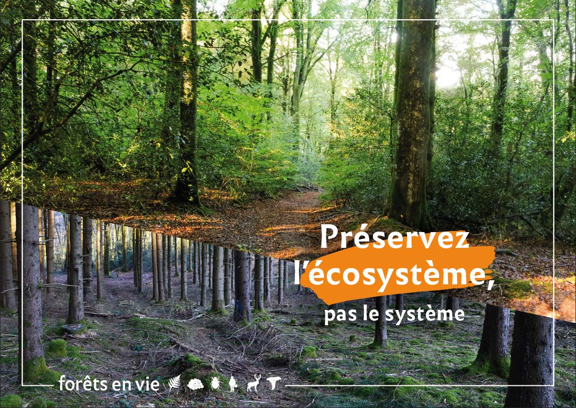 Des forêts qui préservent leurs écosystèmes, pas le système